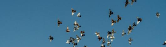 Vogelschwarm