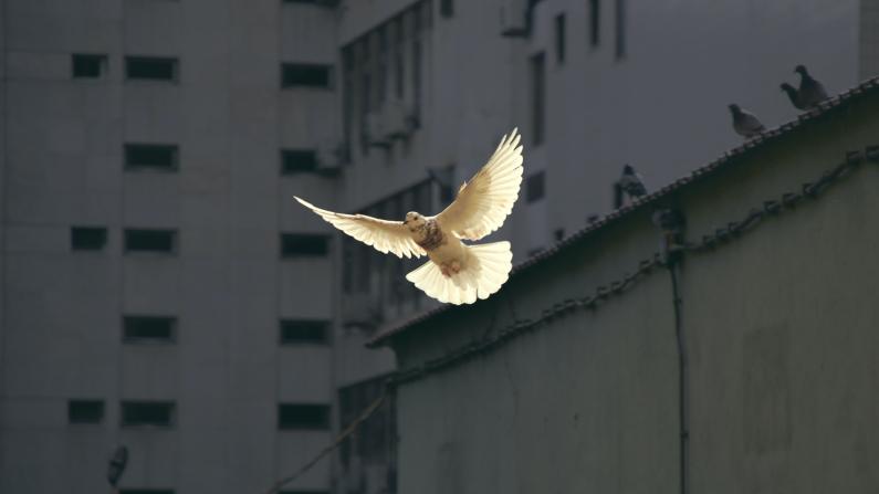 Trauma-Informed Peacebuilding