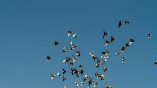 Vogelschwarm